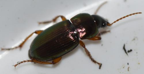Réf. 249 392 : Harpalus affinis